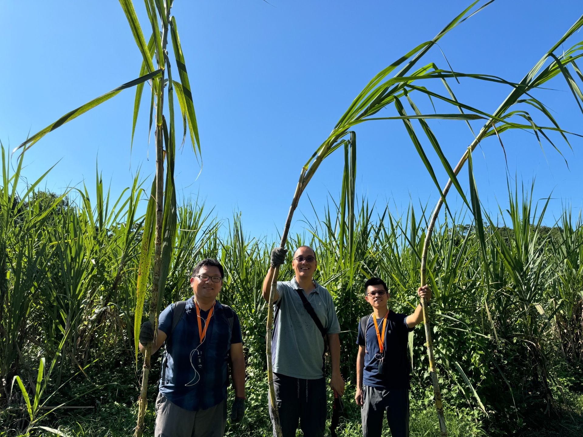 夥伴們手持甘蔗，在甘蔗田裡合照